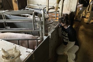 Porodnu prasat u Telče obsadili aktivisté. Živočišný průmysl je krutý, říká jedna z nich